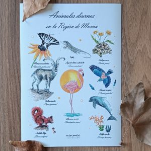 Lamina - Animales diurnos de la Región de Murcia