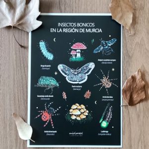 Lamina - Insectos bonicos de la Región de Murcia