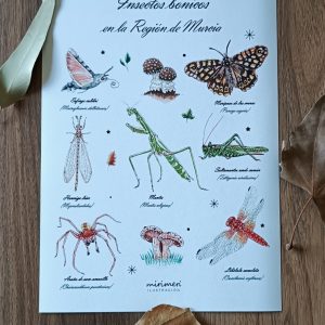 Lamina - Insectos bonicos de la Región de Murcia white